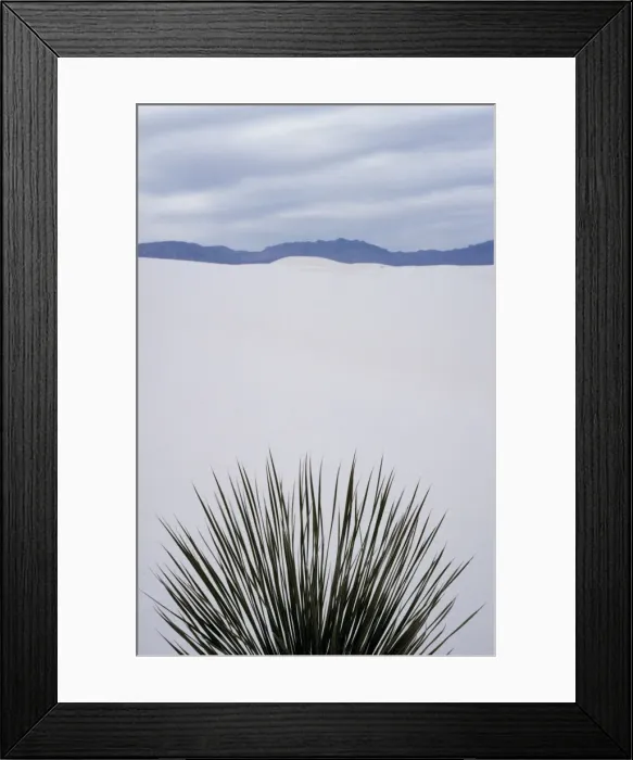 Framed Print : A yucca plant contrasts against the white Framed Print : A yucca plant contrasts against the white
