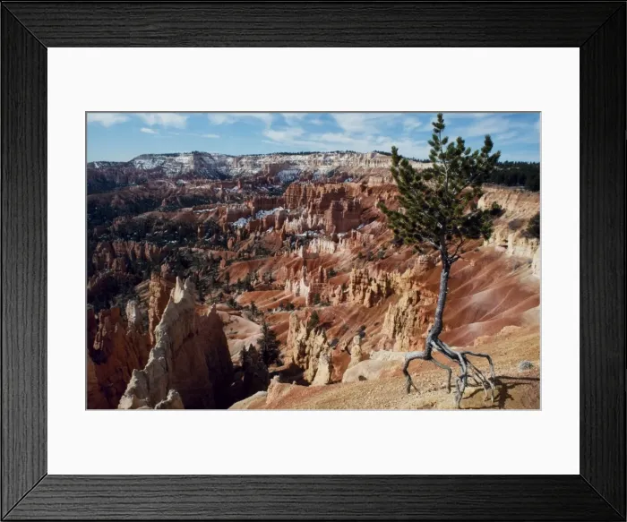 Framed Print : A lone tree stands isolated by erosion on the rim of Framed Print : A lone tree stands isolated by erosion on the rim of