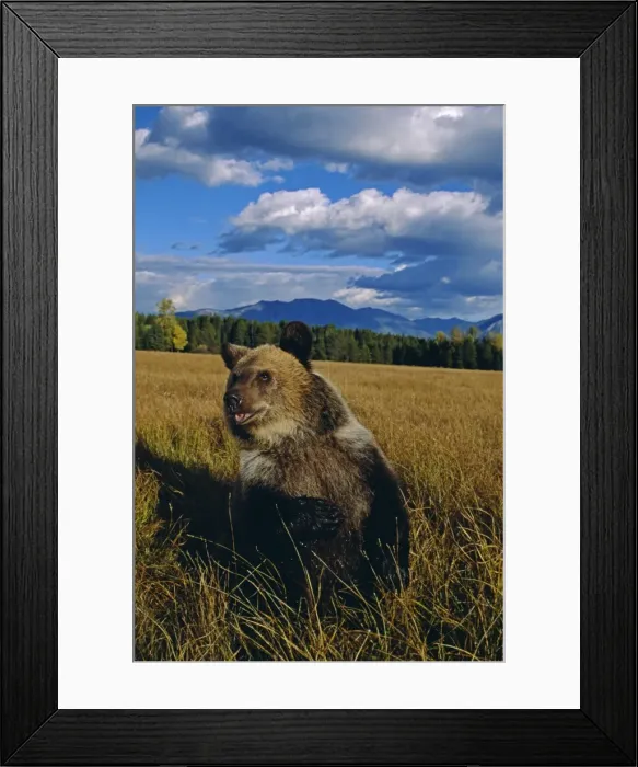 Framed Print : A grizzly brown bear in Alaska Framed Print : A grizzly brown bear in Alaska
