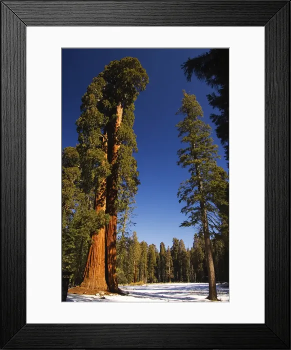 Framed Print : USA, California, Sequoia National Park Framed Print : USA, California, Sequoia National Park