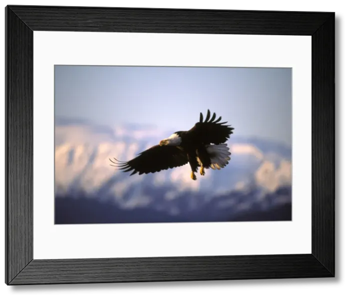 Framed Print : USA, Alaska, Homer Framed Print : USA, Alaska, Homer
