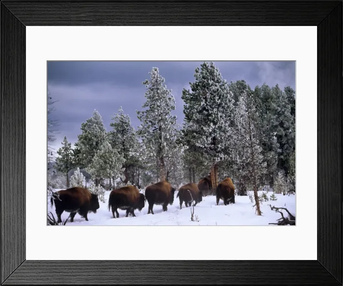Framed Print : USA, Idaho, Yellowstone National Park