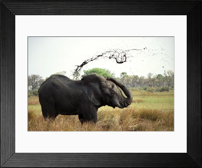 Framed Print : Elephant (Loxodonta africana) sprays mud from its trunk
