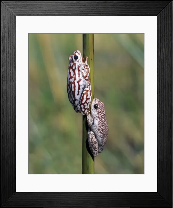 Framed Print : A male and female painted reed frog cling to a reed Framed Print : A male and female painted reed frog cling to a reed