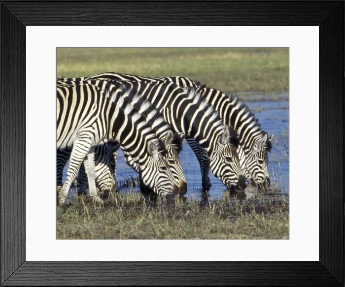 Framed Print : Zebra with a distinctive shadow stripe pattern Framed Print : Zebra with a distinctive shadow stripe pattern