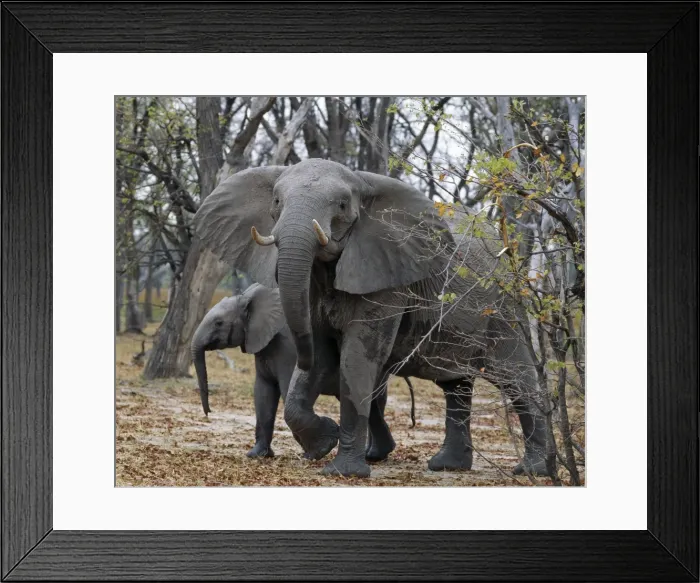 Framed Print : An elephant matriarch Framed Print : An elephant matriarch