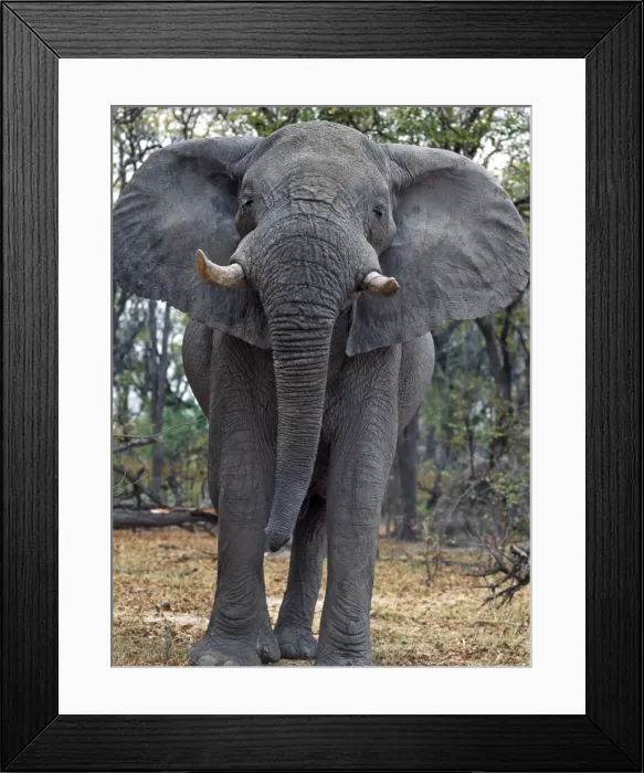 Framed Print : A lone bull elephant looks menacing in a wooded area