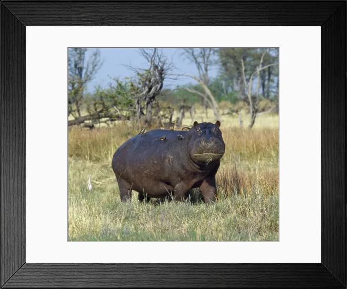 Framed Print : A lone hippo with attendant red-billed oxpeckers