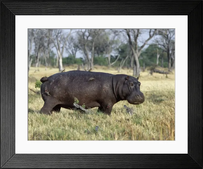 Framed Print : A lone hippo with attendant red-billed oxpeckers Framed Print : A lone hippo with attendant red-billed oxpeckers