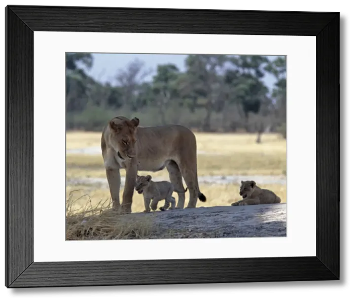 Framed Print : A lioness and her two cubs play on a shaded mound in