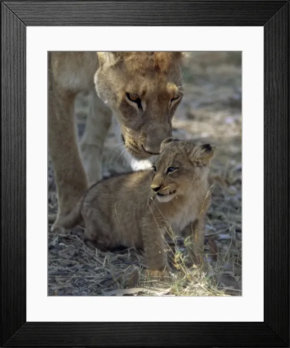 Framed Print : A lioness keeps a careful eye on her cub in the Moremi Framed Print : A lioness keeps a careful eye on her cub in the Moremi