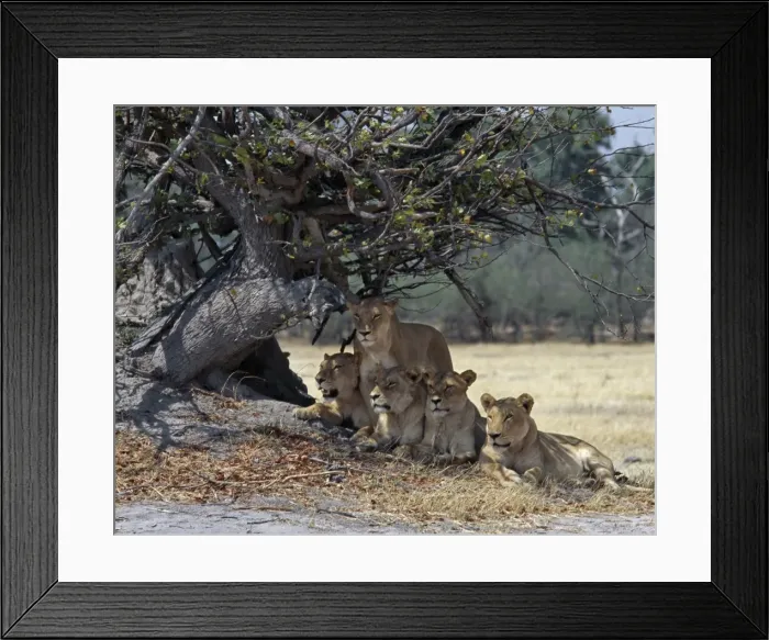 Framed Print : A pride of lions in the Moremi Wildlife Reserve Framed Print : A pride of lions in the Moremi Wildlife Reserve