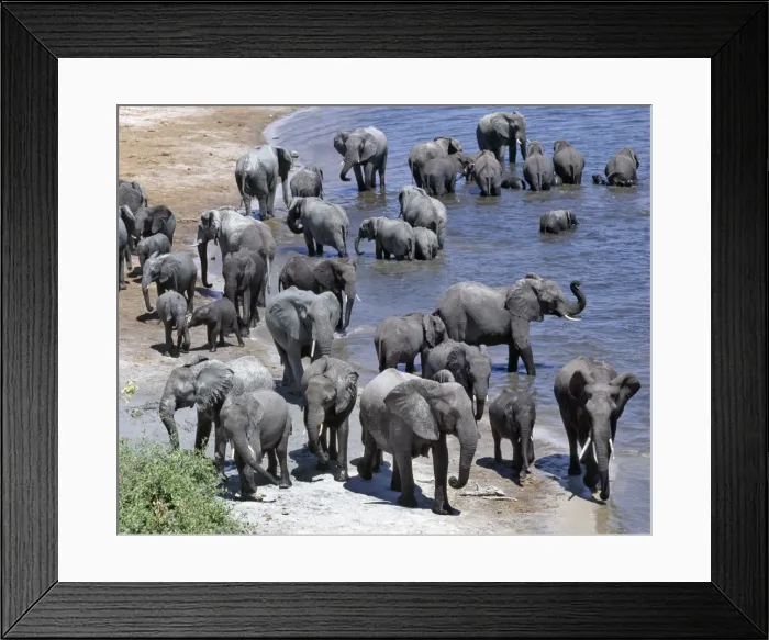 Framed Print : A large herd of elephants drink at the Chobe River Framed Print : A large herd of elephants drink at the Chobe River