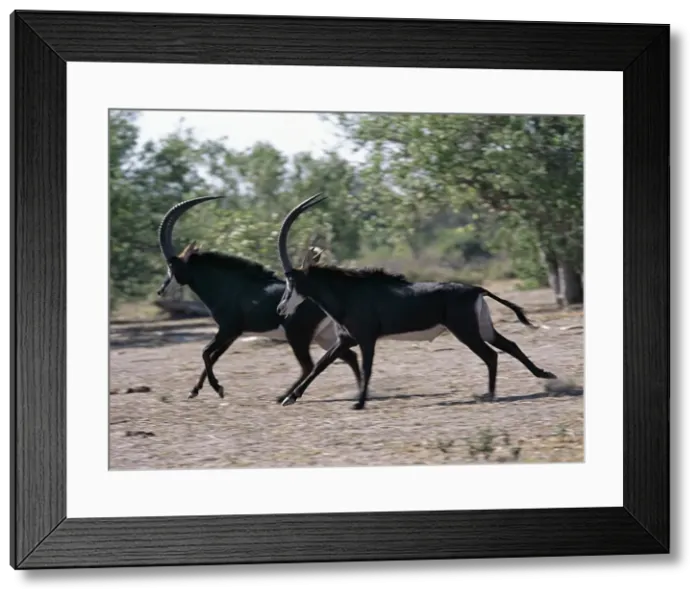 Framed Print : Two male Sable antelopes run across open bush country Framed Print : Two male Sable antelopes run across open bush country