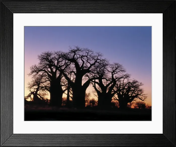 Framed Print : A dawn sky silhouettes a spectacular grove of ancient baobab trees Framed Print : A dawn sky silhouettes a spectacular grove of ancient baobab trees