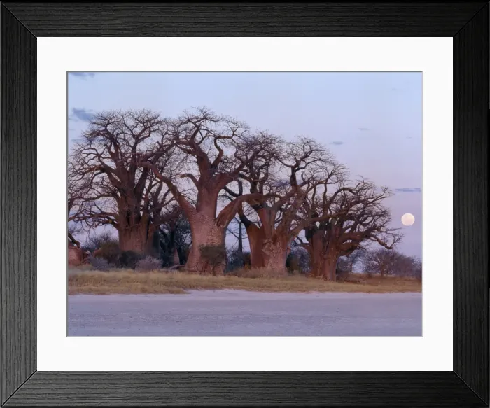 Framed Print : A full moon rises over a spectacular grove of ancient baobab trees Framed Print : A full moon rises over a spectacular grove of ancient baobab trees