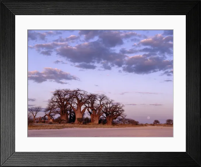 Framed Print : A full moon rises over a spectacular grove of ancient baobab trees