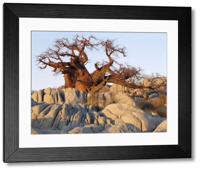 Framed Print : A gnarled baobab tree grows among rocks at Kubu Island Framed Print : A gnarled baobab tree grows among rocks at Kubu Island