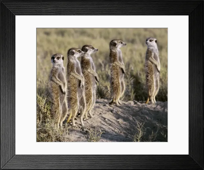 Framed Print : A pack of meerkats on the edge of the Ntwetwe salt Framed Print : A pack of meerkats on the edge of the Ntwetwe salt