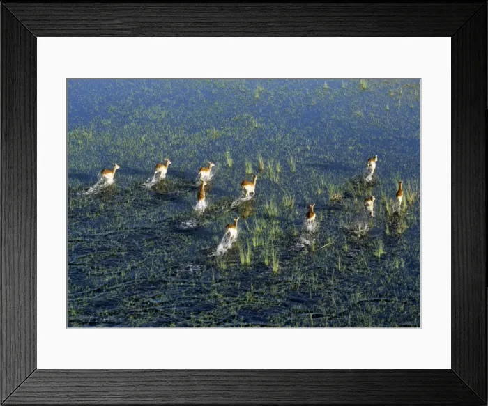 Framed Print : A small herd of Red Lechwe rushes across a shallow Framed Print : A small herd of Red Lechwe rushes across a shallow