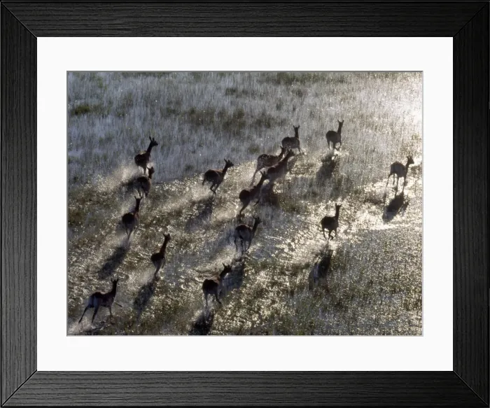 Framed Print : Red Lechwe rush across a shallow tributary of the Okavango Framed Print : Red Lechwe rush across a shallow tributary of the Okavango
