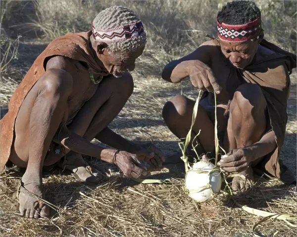 Two N!!S hunter-gatherers make a bark carrier for an ostrich egg
