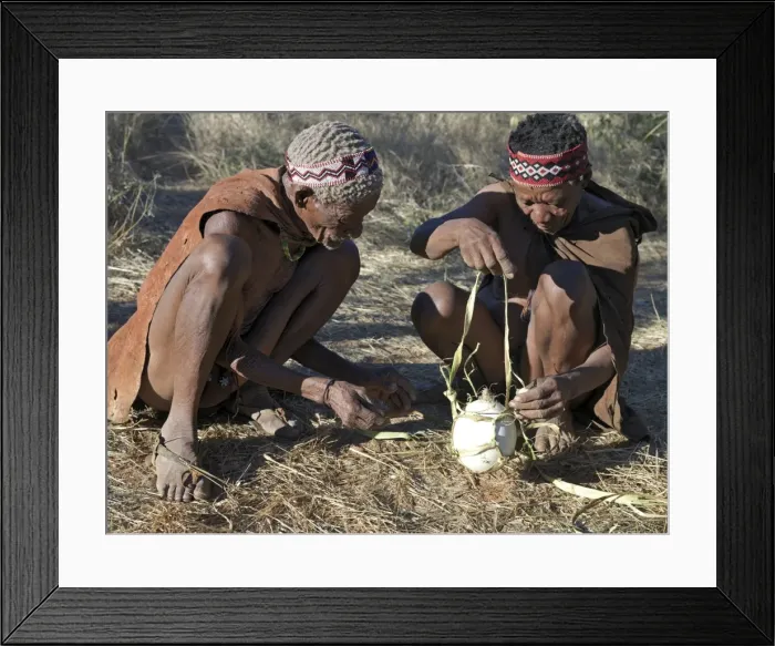 Framed Print : Two N!!S hunter-gatherers make a bark carrier for an ostrich egg
