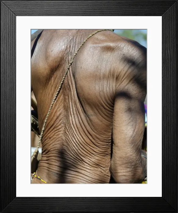 Framed Print : The heavily wrinkled skin of a very old N
