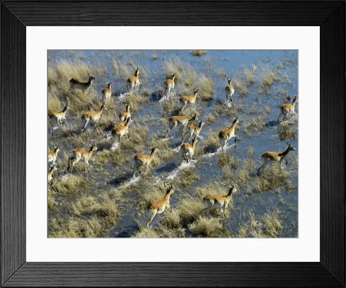 Framed Print : Red lechwe cross a flood plain in the Okavango Delta Framed Print : Red lechwe cross a flood plain in the Okavango Delta