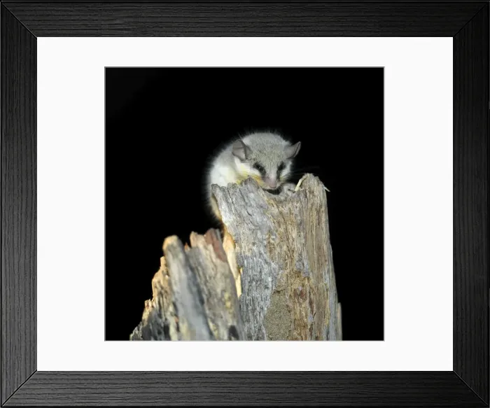 Framed Print : A small mouse near the Kwai River in the northeast