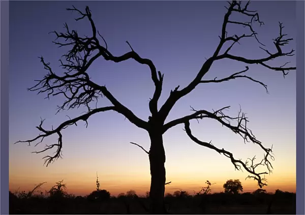 A dead tree silhouetted against a dusk sky
