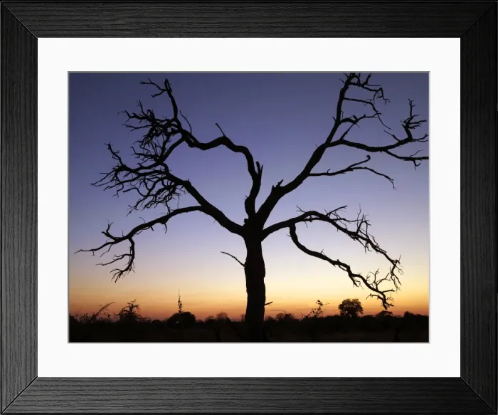 Framed Print : A dead tree silhouetted against a dusk sky Framed Print : A dead tree silhouetted against a dusk sky