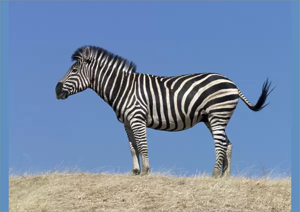 A Burchells zebra