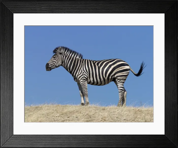 Framed Print : A Burchells zebra Framed Print : A Burchells zebra