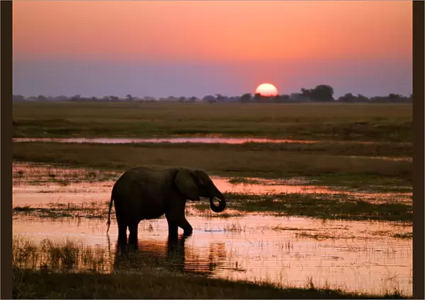 An elephant at sunset on the Chobe River