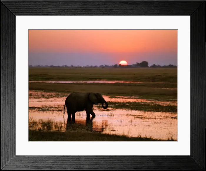 Framed Print : An elephant at sunset on the Chobe River Framed Print : An elephant at sunset on the Chobe River