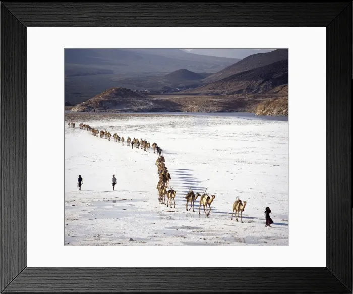 Framed Print : An Afar camel caravan crosses the salt flats of Lake Assal