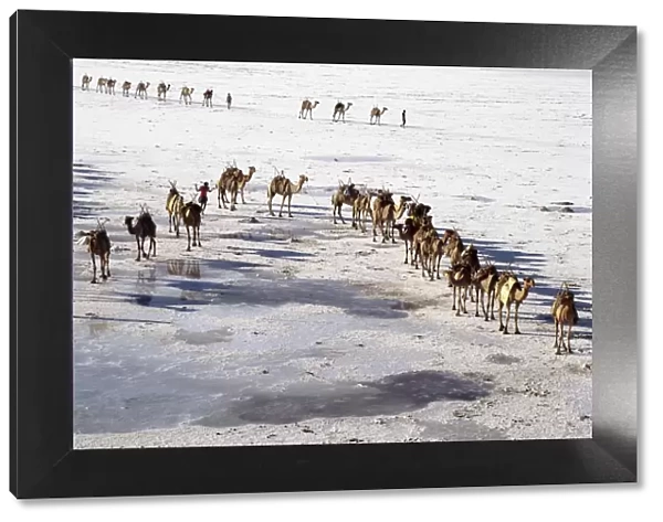 An Afar camel caravan crosses the salt flats of Lake Assal