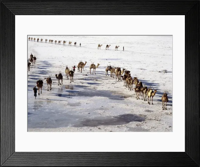 Framed Print : An Afar camel caravan crosses the salt flats of Lake Assal Framed Print : An Afar camel caravan crosses the salt flats of Lake Assal