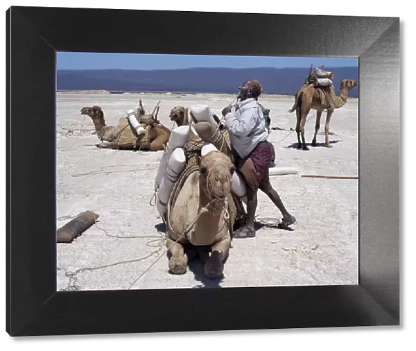 A Somali of the Issa clan loads his camels with salt at Lake Assal