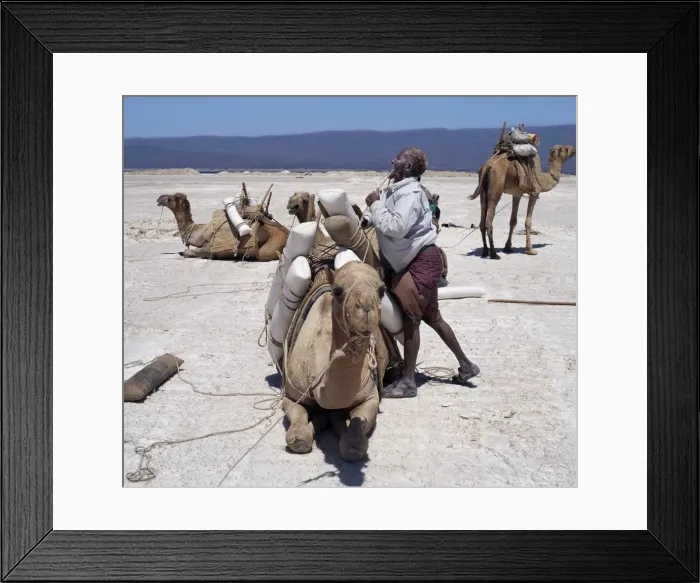 Framed Print : A Somali of the Issa clan loads his camels with salt at Lake Assal Framed Print : A Somali of the Issa clan loads his camels with salt at Lake Assal