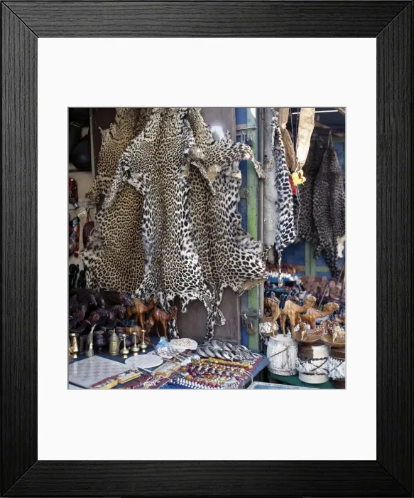 Framed Print : Despite a worldwide ban on trade in leopard skins Framed Print : Despite a worldwide ban on trade in leopard skins