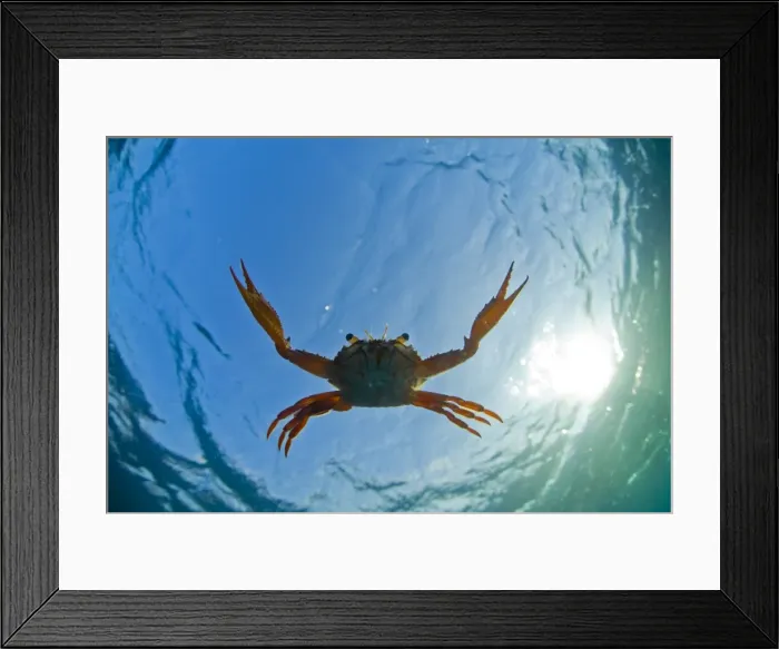 Framed Print : Djibouti. A Red Swimming Crab Framed Print : Djibouti. A Red Swimming Crab