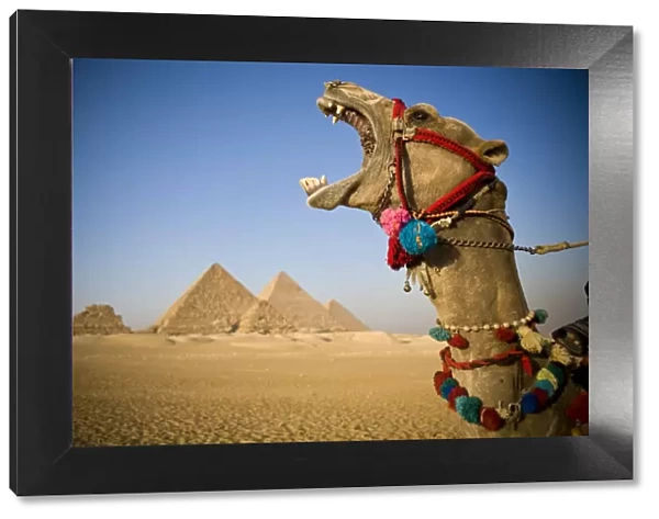 Camel at the Pyramids