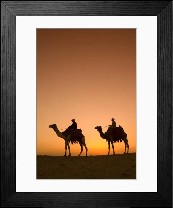 Framed Print : Camels near the Pyramids at Giza