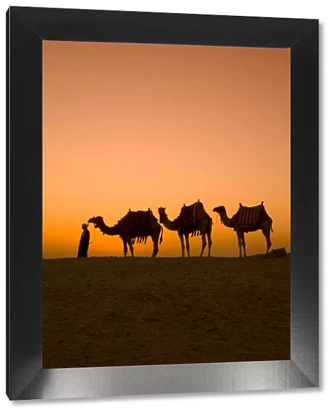 Camels near the Pyramids at Giza
