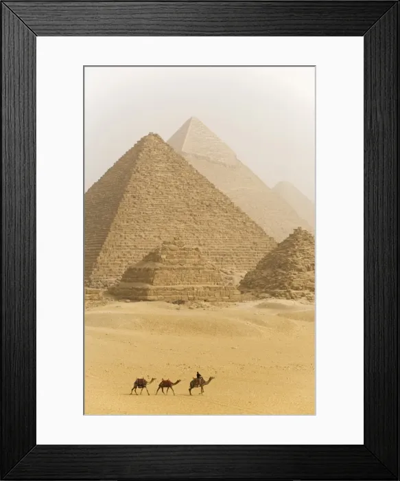 Framed Print : Camels pass in front of the pyramids at Giza Framed Print : Camels pass in front of the pyramids at Giza