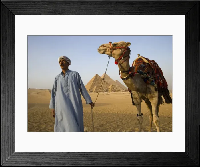 Framed Print : A camel driver stands in front of the pyramids at Giza, Egypt Framed Print : A camel driver stands in front of the pyramids at Giza, Egypt