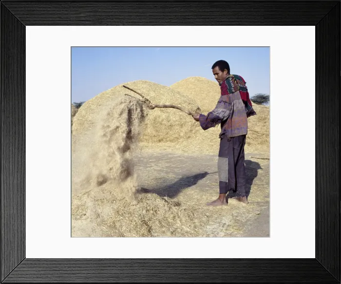 Framed Print : A man winnows Teff, a small-grained cereal, with a wooden hayfork Framed Print : A man winnows Teff, a small-grained cereal, with a wooden hayfork