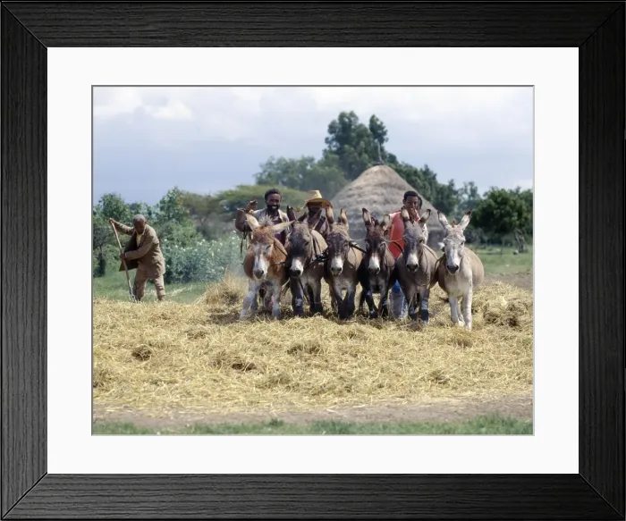 Framed Print : Donkeys trample corn to remove the grain in a typical Framed Print : Donkeys trample corn to remove the grain in a typical